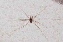 Une femelle (Opiliones - Phalangiidae - Dicranopalpus ramosus)